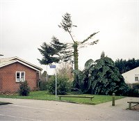 Trfldning ved Povlsbjerg Plejecenter i Vojens